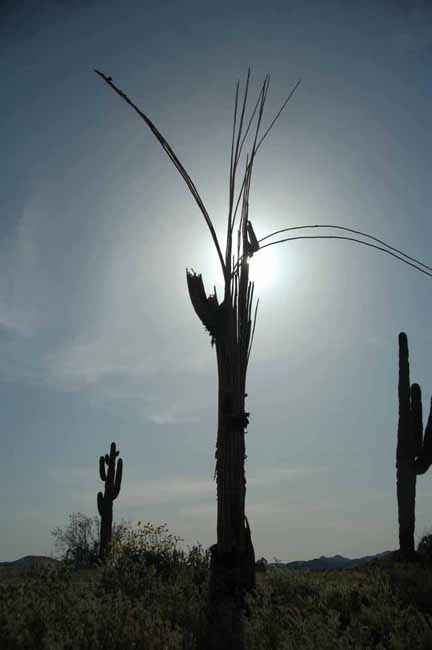 saguaro skeleton, arizona